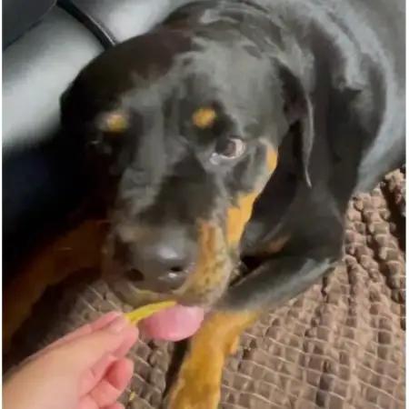 茨城県産ほしいもの未利用部分を使用した犬の無添加おやつ(ふりかけタイプ90g×2袋)【配送不可地域：離島・沖縄県】【1729695】