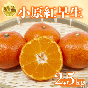 【2026年1月初旬より順次発送】【秀品】小原紅早生 約2.5kg みかん みかん みかん みかん