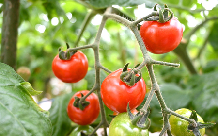 ミニトマト 約1kg（小分け6パック）＜ファゼンダ坂本＞[CGP001]