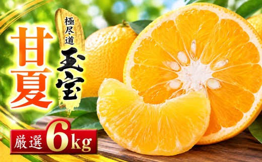 【先行受付】【愛媛名産】玉宝甘夏　6kg【C64-74】ふるさと納税 果物 くだもの あまなつ みかん ミカン 蜜柑 柑橘 フルーツ  期間限定 季節限定 特産品 YWTY084
