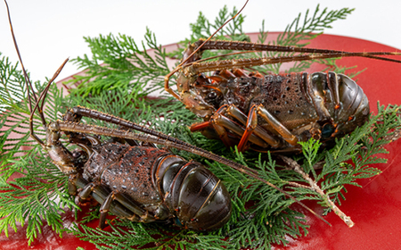 刺身用活〆冷凍伊勢海老420g【配送不可地域：離島】【1607614】