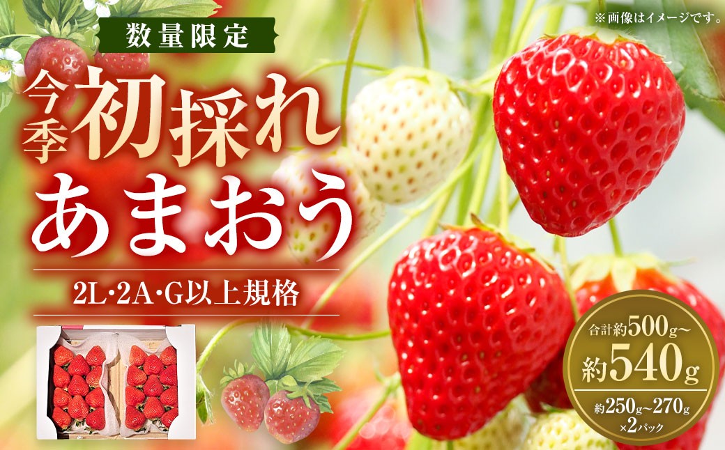 
            今季初採れ あまおう 2パック 約500～540g 【数量限定】 【2025年12月上旬～2026年1月下旬発送予定】 苺 いちご 果物 果実 フルーツ 国産 九州 福岡県 香春町 冷蔵
          