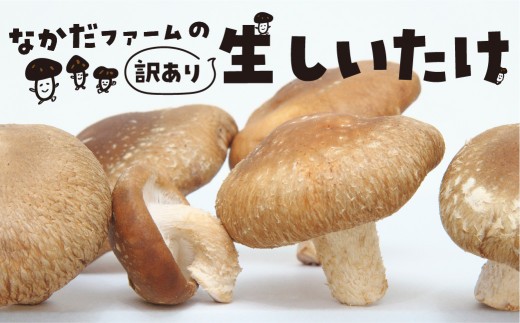 ＜8月から寄附額改定＞《先行予約》《訳あり》なかだファーム 訳あり しいたけ 200g×4 計800g 椎茸 個包装 詰め合わせ 便利