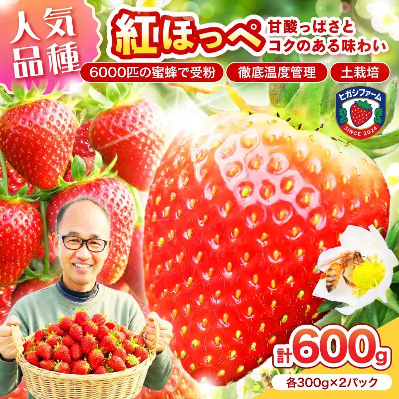 【2027年1月～5月発送予定】【いちご本来の甘酸っぱさを味わう】定番人気 紅ほっぺ 約600g（約300g×2パック×1箱）【配送不可地域：北海道・沖縄・離島】【121D-011-2027】