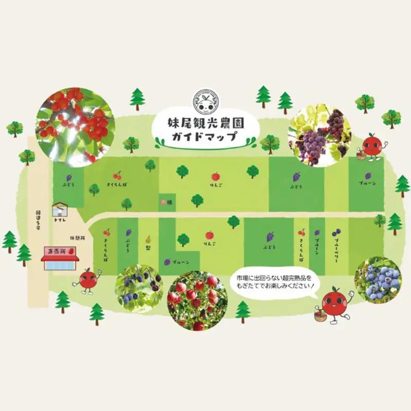 妹尾観光農園 フルーツ狩りチケット1000円 割引 チケット クーポン 利用券 フルーツ 旅行 体験 農園 北海道 仁木町 [フルーツショップ妹尾観光農園]