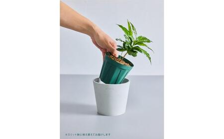 【鉢付き】コーヒーの木 テーブルMサイズ【鉢：トープ】 ALQ0008VC02