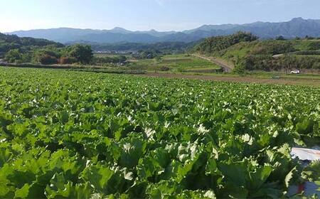 産直ぐんまの朝どれ 新鮮レタス 300g以上×2個 F21E-491