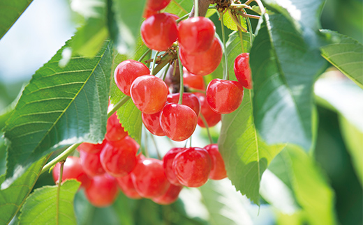 《2025年6月発送開始》中山町の至高!中山町厳選フルーツ定期便 全4回 佐藤錦 白桃 シャインマスカット ラフランス さくらんぼ サクランボ 葡萄 ぶどう ブドウ 桃 もも モモ 梨 洋梨 洋ナシ