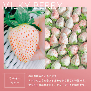 真岡市産 赤い宝石「とちあいか」いちご イチゴ 選べる 2.4kg | 苺 strawberry ストロベリー おいしい 甘い ジューシー 贈答用 プレゼント ご褒美 スイーツ おやつ 高評価 人気 