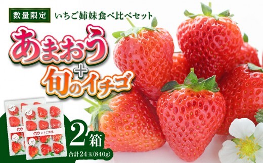 
                  ＜2027年1月～順次発送＞いちご姉妹【あまおう＋旬のイチゴ】食べ比べセット★数量限定★ あまおう いちご 苺 イチゴ フルーツ 果物 くだもの 人気 旬 福岡県産 食べ比べ 採れたて 2品種 セット 冷蔵配送 箱入り 贈答品 プレゼント 贈り物 産地直送 福岡県 八女市
                