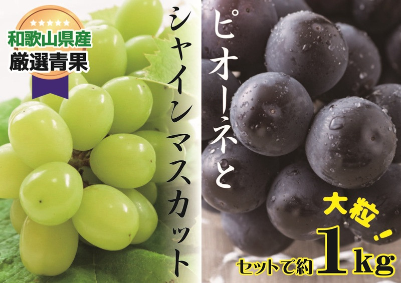 
            大人気 ぶどう セット 約1kg入 シャイン＆ピオーネ 【8月上旬～下旬発送】
          