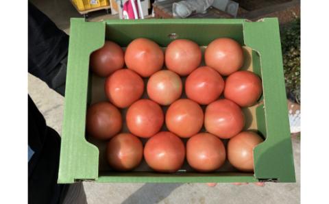 トマト 約1.8kg M～2Lサイズ 有元 勝 滋賀県 東近江市 O-F04 野菜 滋賀 産直 農家直送 とまと サラダ 料理 食材 国産 大玉