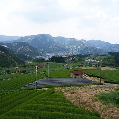 ふるさと納税 嬉野市 うれしの紅茶 生産者別 8袋セット |  | 03