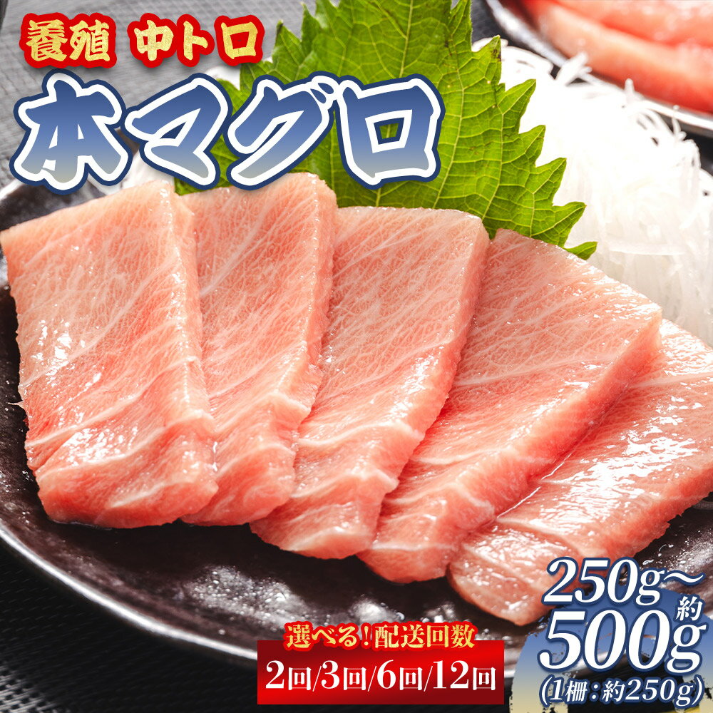 【ふるさと納税】【選べる】養殖 本マグロ 中トロ (内容量：約250g×1柵/約250g×2柵) (定期回数：2回/3回/6回/12回) - 鮪 まぐろ 中とろ 寿司 刺身 さしみ 海鮮丼 漬け丼 カルパッチョ おつまみ 新鮮 海産物 魚介 海の幸 オオジ 高知県 香南市【冷凍】