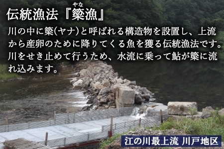 《季節限定》アユ 天然 冷凍 5匹 落ち鮎 子持ち 広島 江の川 簗漁鮎_KA088_001