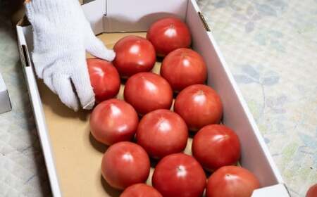 トマト 桃太郎はるか Mサイズ (約22～24個) 計約4kg | トマト 加藤義明とまと農園
