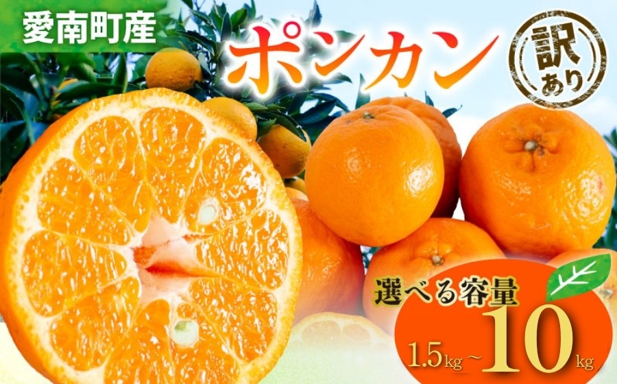 
                  【 2026年 先行予約 】 訳あり ポンカン 選べる 容量 1.5kg 3kg 5kg 10kg サイズミックス 傷み補償 250g ～ 500g 付 柑橘 みかん 蜜柑 家庭用 フルーツ 果物 産地直送 規格外 不揃い キズ わけあり 甘い 濃厚 ジューシー お取り寄せ グルメ 冬の味覚 旬の果物 農家直送 甘い ジューシー ジャム ジュース 作り 愛媛県 愛南町 清家ばんかんビレッジ
                
