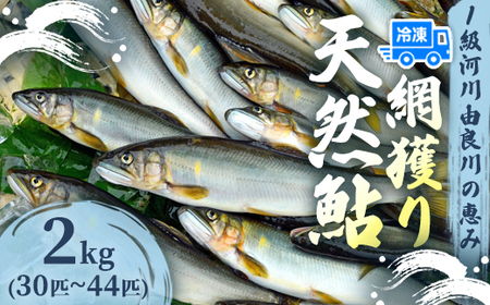 天然鮎 網獲り 冷凍 約2kg（約30匹～44匹）あゆ 鮎