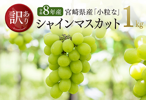 【令和8年産】【訳あり】宮崎県産　小粒なシャインマスカット1kg 【 ぶどう 果物 葡萄 フルーツ ブドウ デザート 川南町産 数量限定 期間限定 】 [B03401]