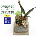 【ふるさと納税】 サボテン ＆ 多肉植物 の 寄せ植え ミニ 白ポット ／ 観葉植物 植物 白系 アレンジ インテリア 育てやすい 部屋 園芸 オシャレ おしゃれ お洒落 ギフト プレゼント 贈り物 さぼてん かわいい 可愛い 雑貨 引っ越し 祝い 彩花園 岩手県 八幡平市 送料無料