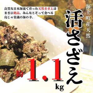 【10月以降順次発送】島獲れ活さざえ1kgセット  冷蔵便 サザエ 栄螺 貝 海鮮 BBQ さざえご飯 壺焼き 刺身 バーベキュー ギフト お中元 御中元