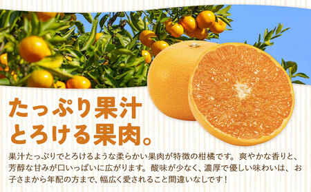 ハウス追熟 天草オレンジ 4玉～9玉入 【配送不可地域あり】※離島