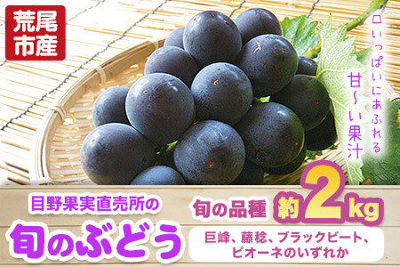 【先行予約】ぶどう 約2kg 旬の品種(巨峰 または 藤稔 または ブラックビート または ピオーネ) 目野果実直売所 フルーツ 果物 新鮮 《8月上旬-9月上旬頃出荷》熊本県 荒尾市産