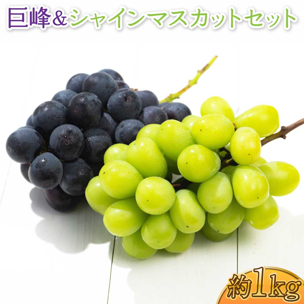 【ふるさと納税】 巨峰 ＆ シャインマスカット セット 約1kg 計2〜3房 マスカット ぶどう 葡萄 国産 九州 熊本県 宇城市 送料無料 森田満 【2026年7月下旬〜8月上旬頃発送予定】
