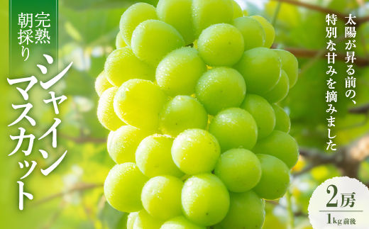 【2026年発送】朝採り直送!さつきぶどう園シャインマスカット2房1.0kg程度【フルーツ王国岡山】【配送不可地域：離島】【1591722】