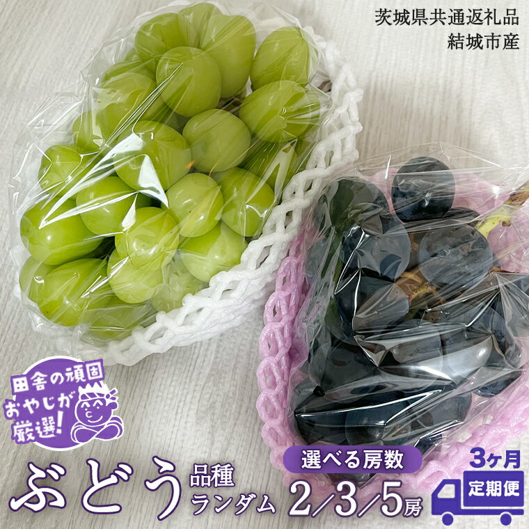 【ふるさと納税】＼ 選べる房数 ／ 【 定期便 】 ぶどう 品種 ランダム セット 【2025年8月から3か月連続で発送】（茨城県共通返礼品 [ぶどう]：結城市産）ブドウ 葡萄 果物 フルーツ 茨城県産