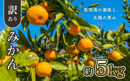 【 先行予約 】ご家庭用 訳ありみかん 約 5kg | 熊本県 熊本 くまもと 和水町 なごみ 柑橘 柑橘類 みかん 訳あり 規格外 不揃い 家庭用 きず ずれ キズ スレ 5kg