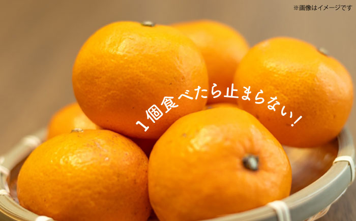 みかん 柑橘 果物 くだもの フルーツ 季節限定 数量限定 温州みかん ミカン 先行予約