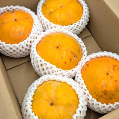 ふるさと納税 鶴岡市 太天柿2kg