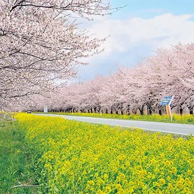 2023年11月発送開始『定期便』＜隔月発送＞大潟村産の美味しい「あきたこまち無洗米5kg」全6回【配送不可地域：離島・沖縄県】