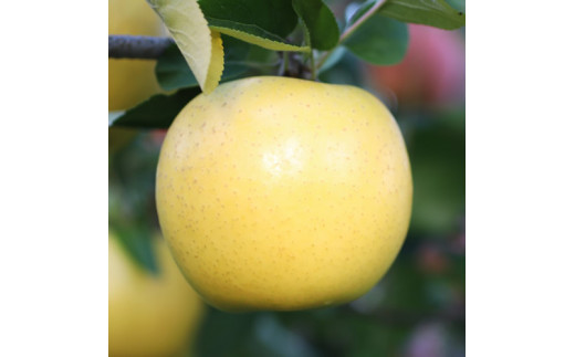 【長野県産】黄金色に輝くシナノゴールド (約5kg) 秀品 ＜2026年10月下旬から発送＞ 信州 南信州 高森町 産地直送 果物 くだもの 旬のりんご 山下屋荘介