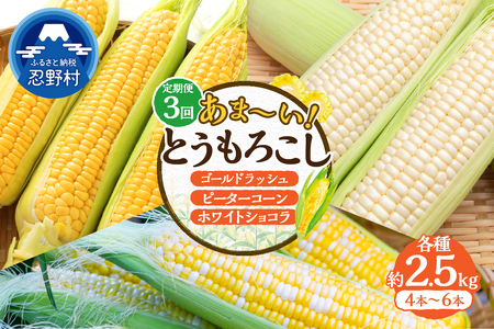＼＼★セレクト定期便(月3回お届け)★ 2026年先行予約／／ 富士北麓忍野村の気候、水、自然で作られた朝採りトウモロコシ（セレクト便）《約2.5kg 4～6本》