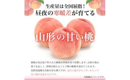 《先行予約 2026年度発送》【山形県産】白桃5kg(小玉20～25玉) もも モモ 桃 デザート フルーツ 果物 くだもの 果実 食品 山形県 FSY-2501