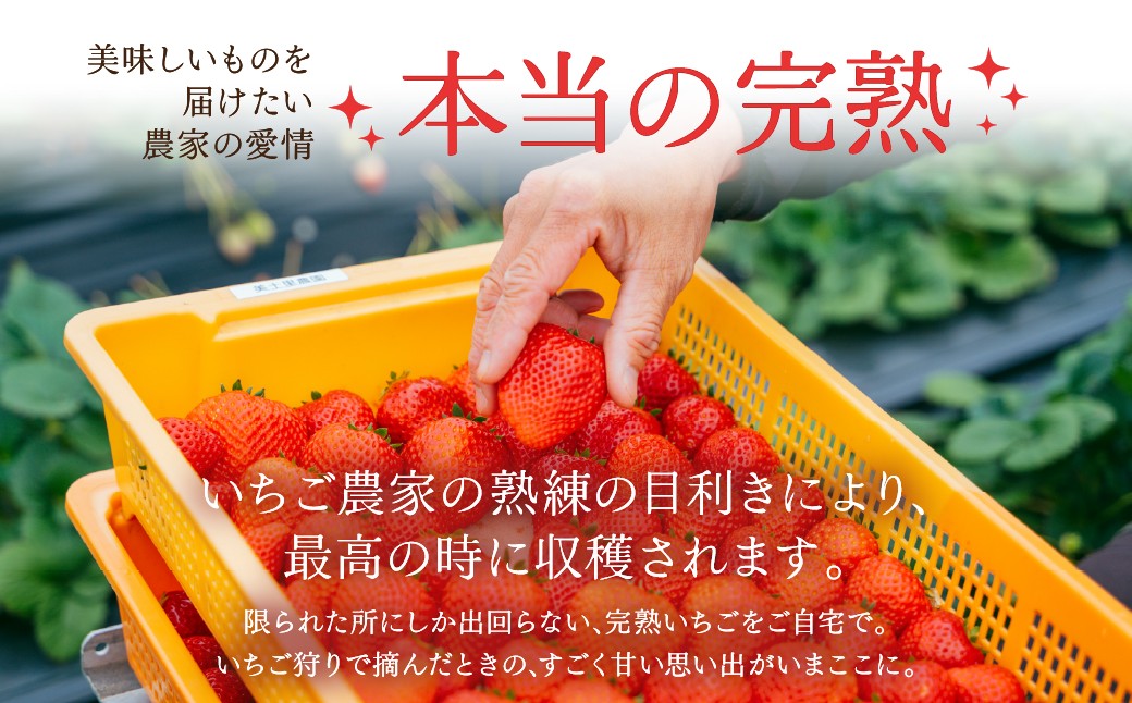 いちご イチゴ 苺 とちあいか ストロベリー 完熟 いちご イチゴ 苺 とちあいか ストロベリー 完熟