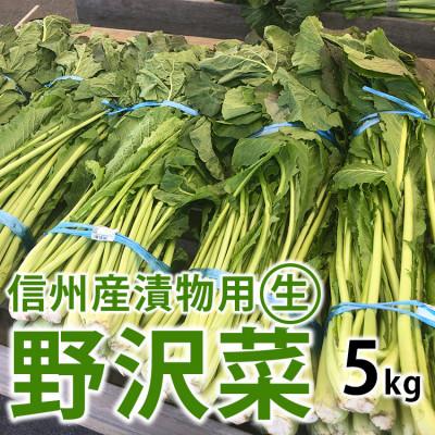 ふるさと納税 長野県 信州産 漬物用生の野沢菜 約5kg