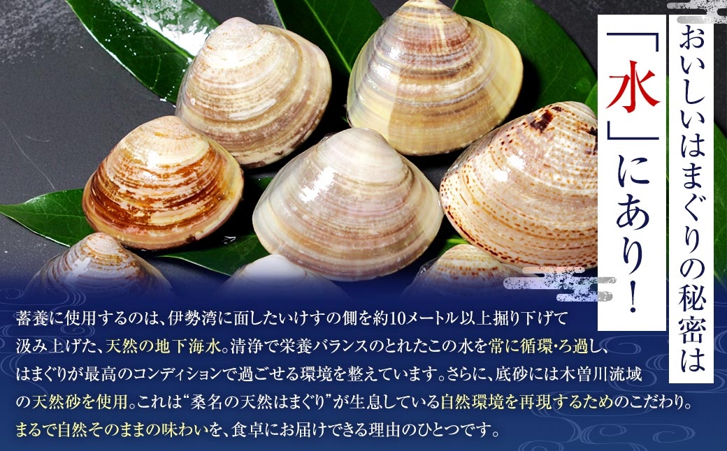桑名はまぐり屋 蓄養はまぐり 3年～6年もの 2kg