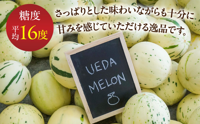 しらかばメロン 5玉〜8玉 約5kg / メロン めろん 果物 フルーツ / 南島原市 / うえだメロン園 [SAD009]
