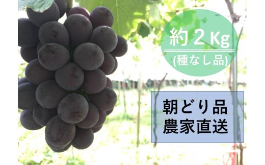 
            【農家直送（収穫日に発送）】種無し巨峰　約２ｋｇ（3～5房）
          