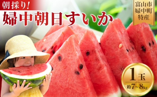 【先行予約】 朝採り！ 富山市婦中町特産「朝日すいか」１玉(約７～８kg)【2026年7月頃〜8月中旬頃まで順次発送】  | 数量限定 産地直送 大玉 甘い すいか フルーツ お中元 夏 シャリ感