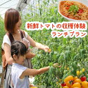 【ふるさと納税】新鮮ミニトマトの収穫体験＆ランチプラン