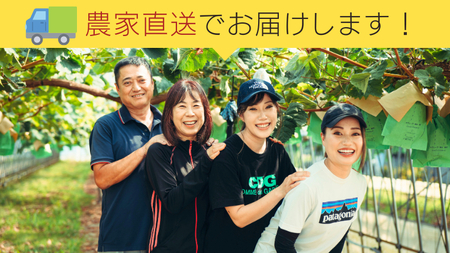 【 先行予約 9月上旬以降発送】 数量限定 八千代町産 シャインマスカット 約 1.3kg ( 2～3房 ) 産地直送 フルーツ ぶどう 果物 ブドウ 葡萄 マスカット [CU001ya]
