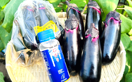 【定期便3回発送】農家直送　土佐の美味茄子の新鮮ナス　４kg　（室戸海洋深層水にがり使用） 野菜 なす ナス 常温 小袋 国産 夏野菜 茄子 小分け 旬 27000円 bn011