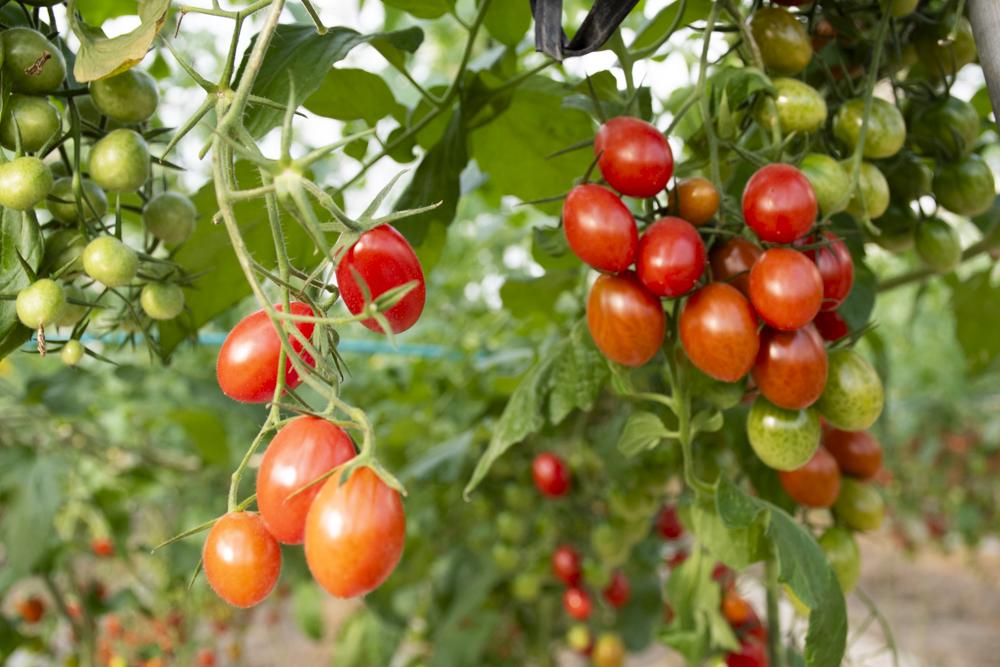 【先行受付開始】ハッピートマト3kg