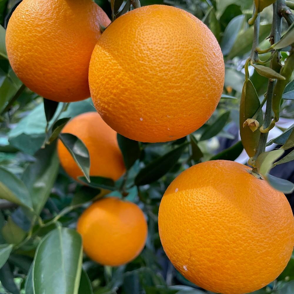 【ふるさと納税】【選べる容量】国産 バレンシアオレンジ 約2kg or 約5kg M～LLサイズ 山下農園 | オレンジ 柑橘 フルーツ 果物 くだもの 食品 人気 おすすめ 送料無料 産地直送