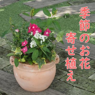 ふるさと納税 朝倉市 季節のお花寄せ植え　花色:赤・ピンク系(つぼ丸型25cm)