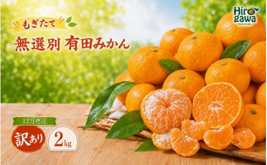 もぎたて 無選別 有田 みかん 2kg 訳あり 12月 配送 / ミカン 蜜柑 柑橘 温州みかん 和歌山 有田 ※2026年12月上旬～12月下旬に順次発送 【oda004-c-2-12】
